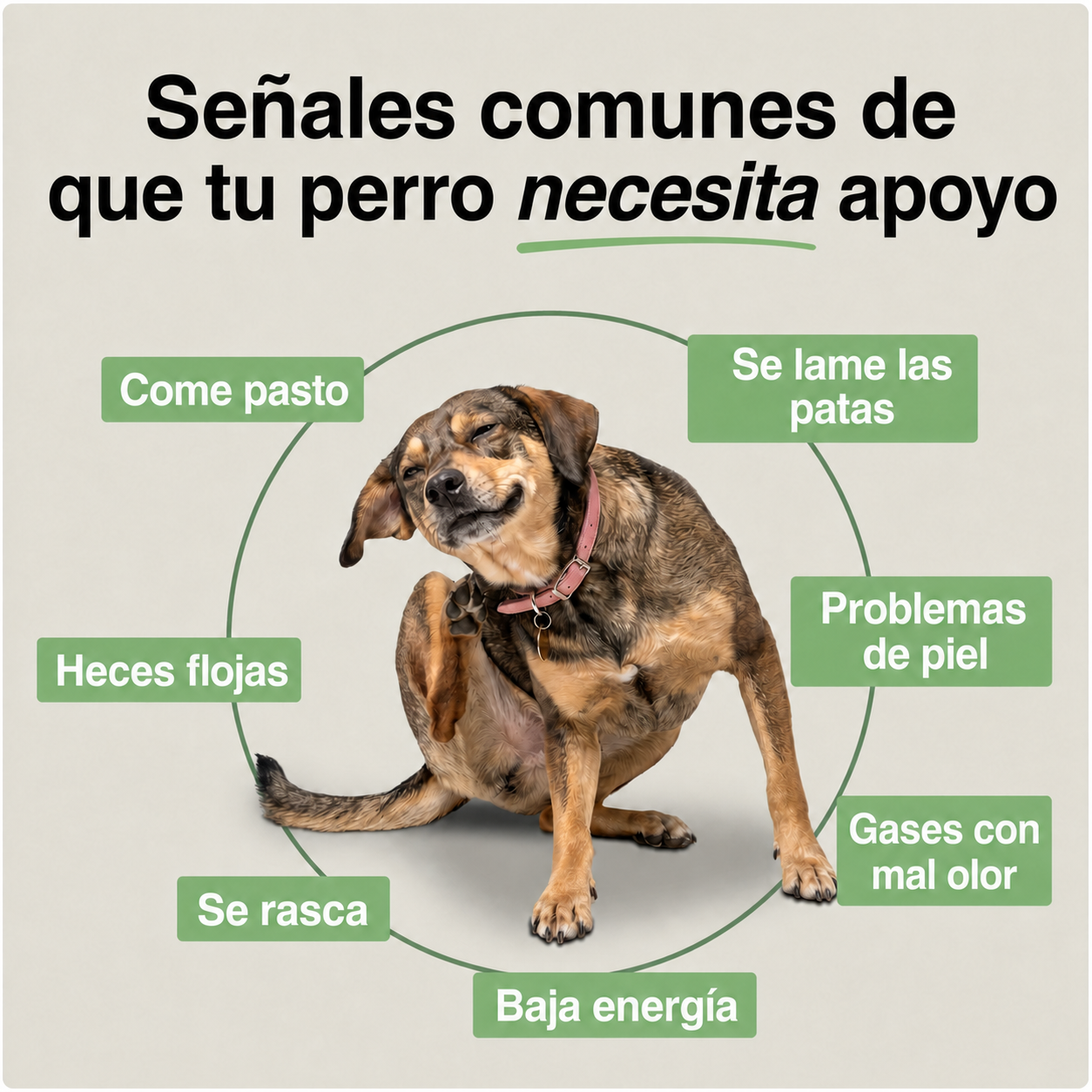 Aureva Masticable de Nutrición Diario para Perros